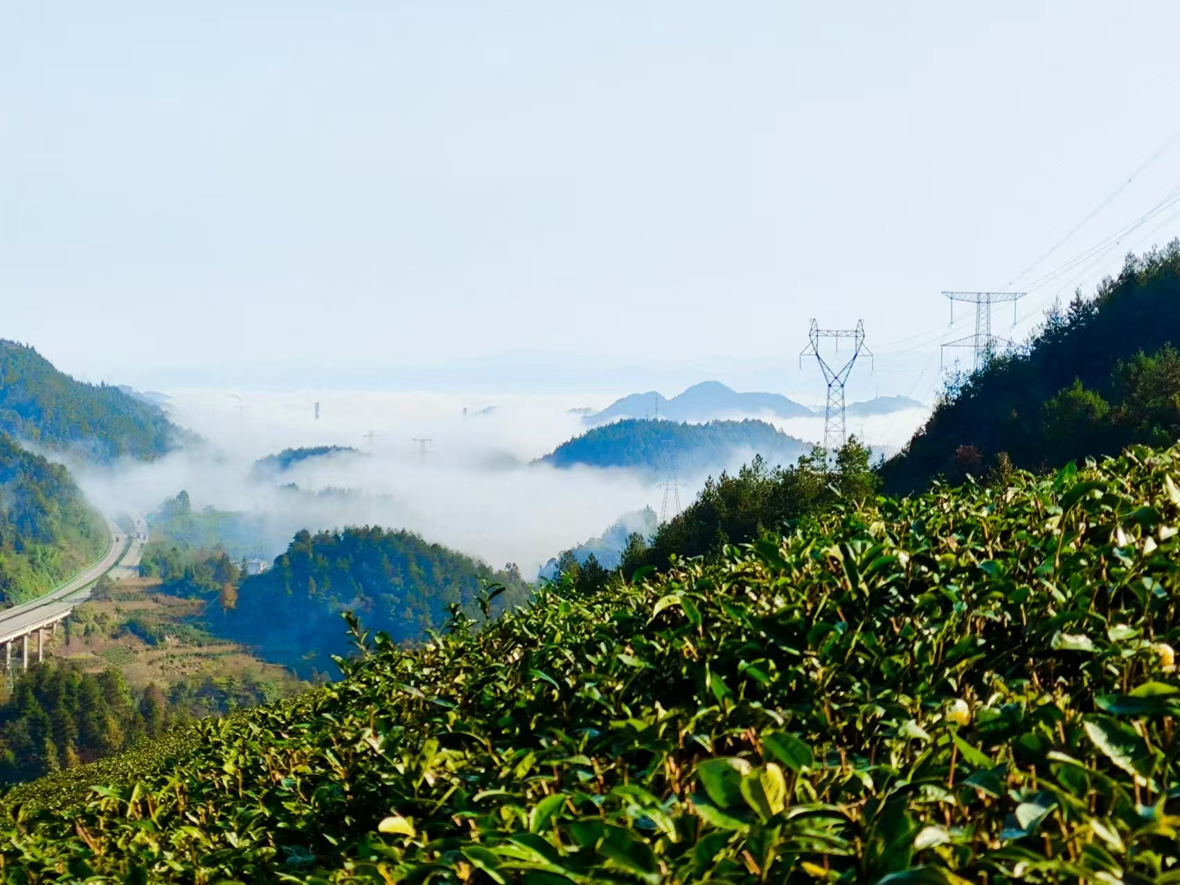 Senhong organic estate · Wuyi mountains · spring harvest