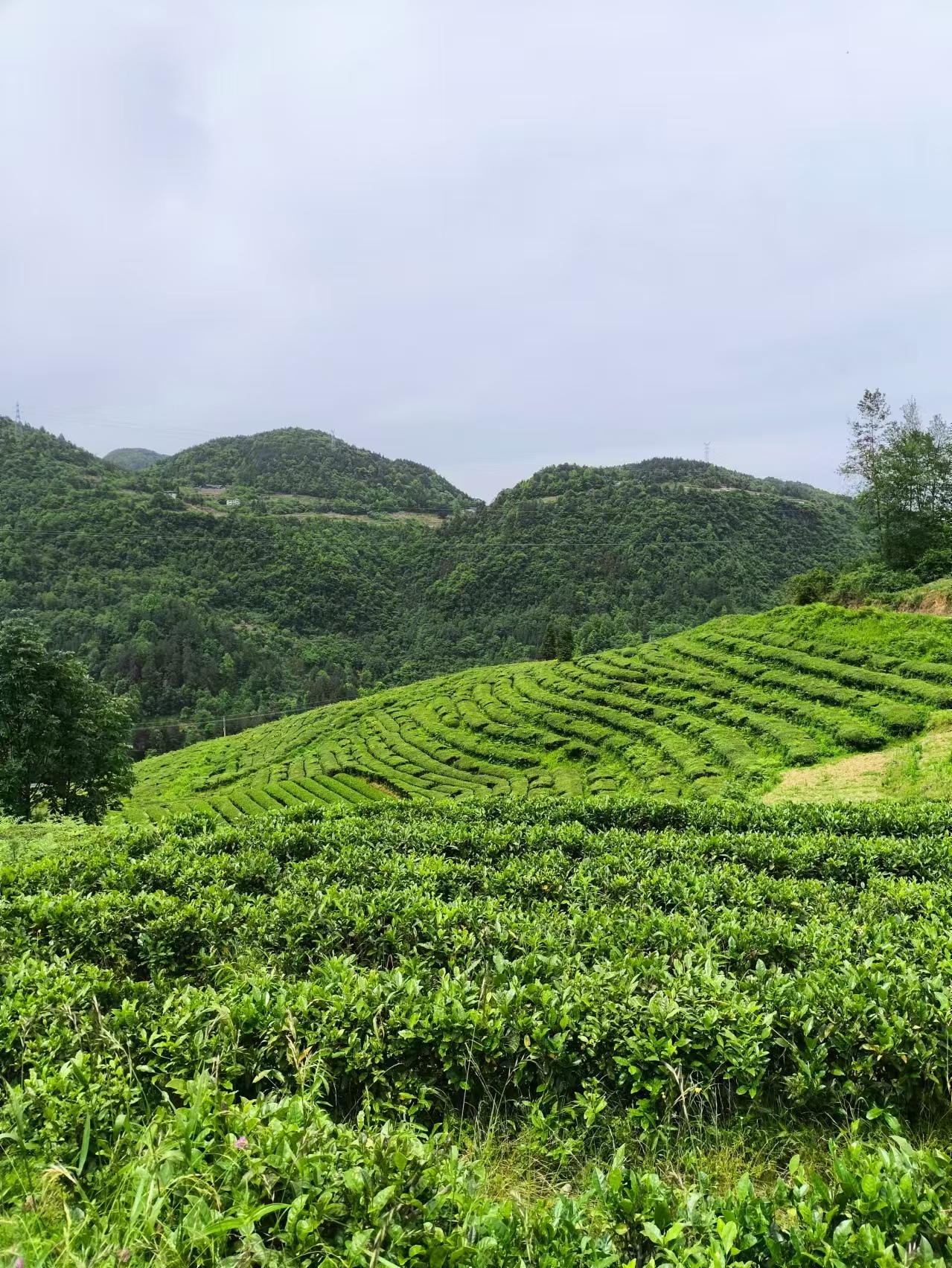 Tea Garden · Wuyi · spring mist
