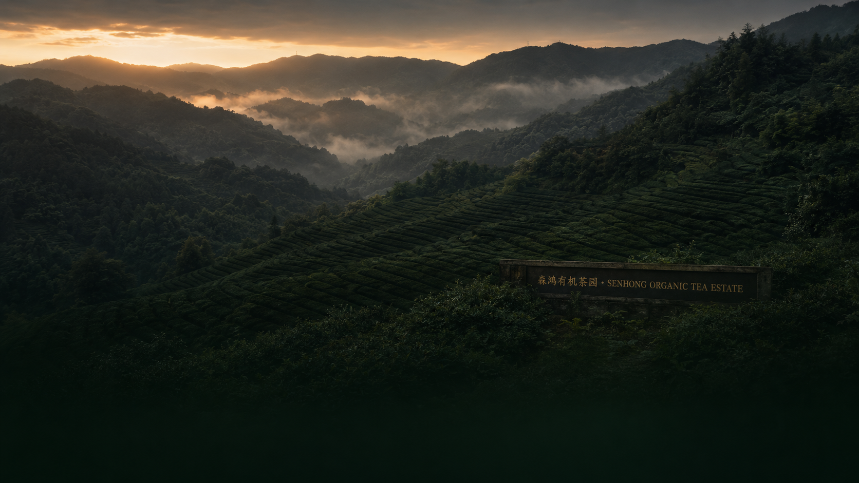Senhong garden · Wuyi mountains · April mist